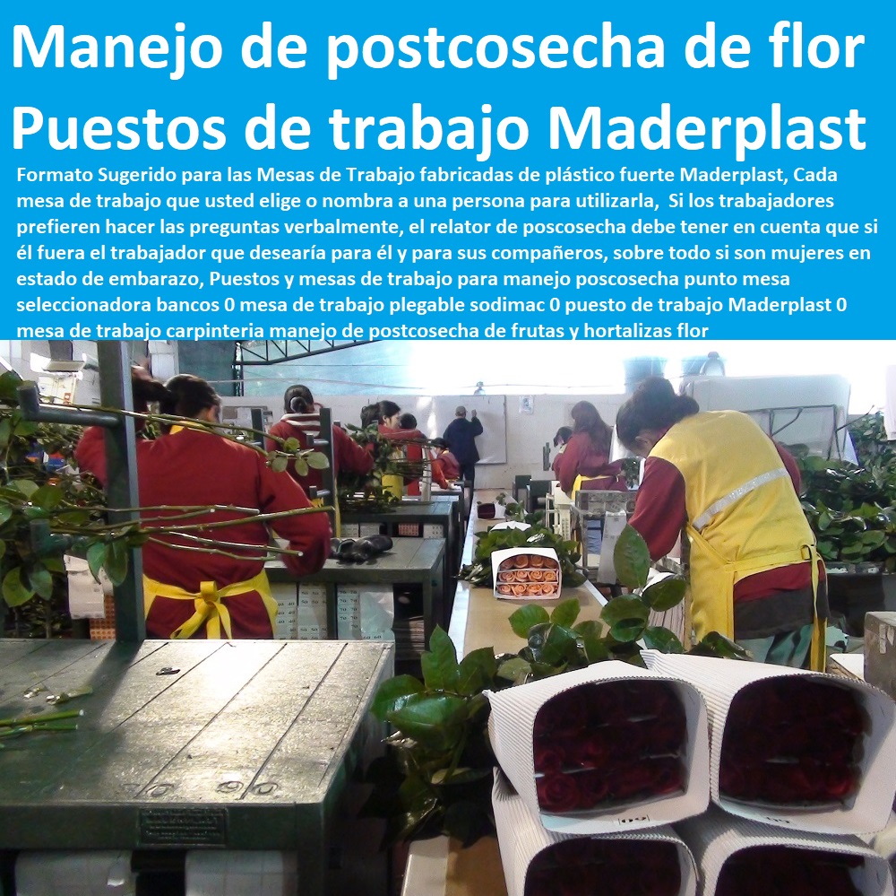 Puestos y mesas de trabajo para manejo poscosecha punto mesa seleccionadora bancos 0 mesa de trabajo plegable sodimac 0 puesto de trabajo Maderplast 0 mesa de trabajo carpinteria manejo de postcosecha de frutas y hortalizas flor TUTORES PARA FLORES, CABLE VÍA BANANAS AROMÁTICAS, Cultivos Tecnificados, Invernaderos, Semilleros, Bancos De Siembra, Hidroponía, Agricultura, Cosecha, Poscosecha, Puestos y mesas de trabajo para manejo poscosecha punto mesa seleccionadora bancos 0 mesa de trabajo plegable sodimac 0 puesto de trabajo Maderplast 0 mesa de trabajo carpinteria manejo de postcosecha de frutas y hortalizas flor